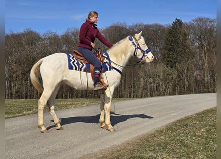 Quarab Mestizo, Caballo castrado, 4 años, 155 cm, Cremello