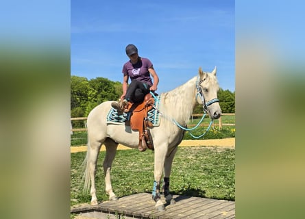 Quarab, Castrone, 4 Anni, 157 cm, Palomino