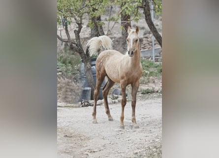 Quarab Croisé, Étalon, 1 Année, 159 cm, Palomino