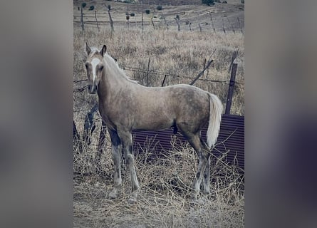 Quarab Croisé, Étalon, 1 Année, Palomino