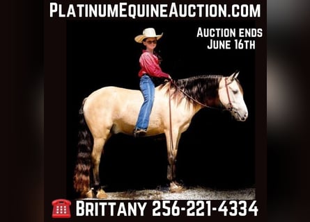 Quarab, Gelding, 7 years, 13 hh, Buckskin