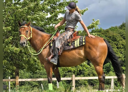 Quarab Mix, Gelding, 7 years, 15,1 hh, Brown