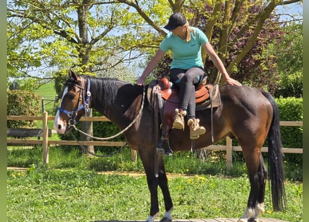Quarab, Gelding, 7 years, 15,1 hh, Brown