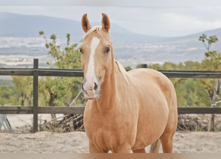 Quarab, Giumenta, 9 Anni, 154 cm, Palomino