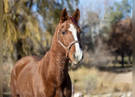 Quarab, Mare, 13 years, 14,2 hh, Chestnut-Red