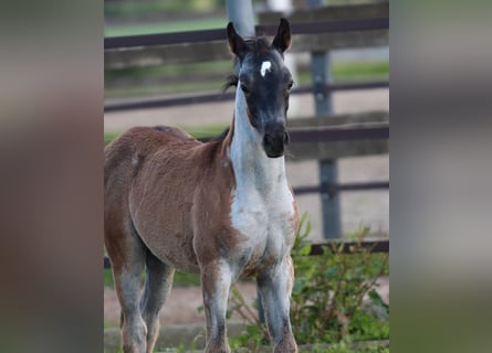 Quarab, Mare, 1 year, 15,1 hh, Roan-Blue