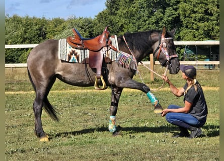 Quarab Mix, Mare, 4 years, 14,3 hh, Grullo