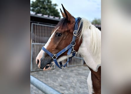 Quarab, Stute, 5 Jahre, 15,1 hh, Schecke