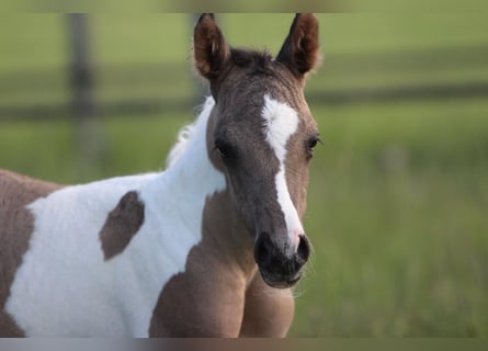 Quarab, Mare, Foal (06/2025), 14,3 hh