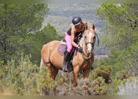 Quarab Mix, Stute, 9 Jahre, 154 cm, Palomino