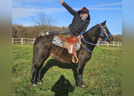 Quarab Mix, Wallach, 13 Jahre, 155 cm, Dunkelbrauner