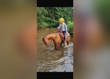 Quarter horse américain, Étalon, 10 Ans, 150 cm, Alezan