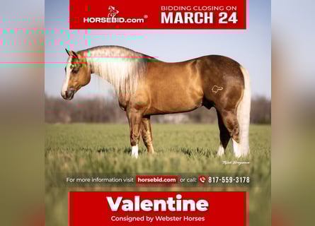 Quarter horse américain, Étalon, 11 Ans, 152 cm