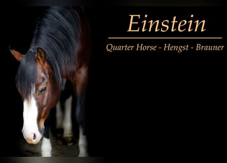 Quarter horse américain, Étalon, 11 Ans, Bai
