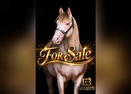 Quarter horse américain, Étalon, 12 Ans, 150 cm, Champagne
