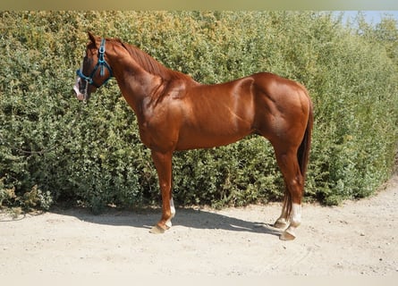 Quarter horse américain, Étalon, 17 Ans, 152 cm, Alezan brûlé