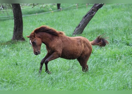 Quarter horse américain, Étalon, 1 Année, 148 cm, Alezan brûlé