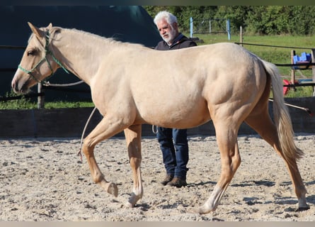 Quarter horse américain, Étalon, 1 Année, 148 cm, Palomino