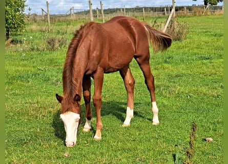 Quarter horse américain, Étalon, 1 Année, 150 cm, Alezan