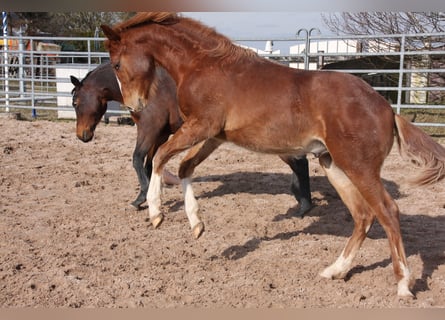 Quarter horse américain, Étalon, 1 Année, 150 cm, Alezan