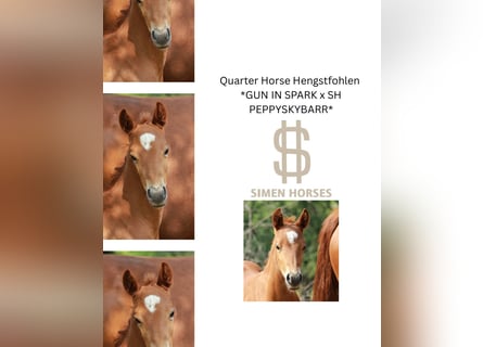 Quarter horse américain, Étalon, 1 Année, 150 cm, Alezan