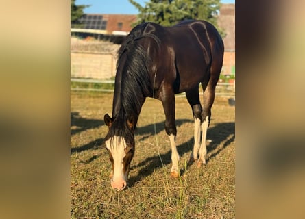 Quarter horse américain, Étalon, 1 Année, 150 cm, Bai