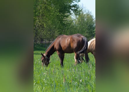 Quarter horse américain, Étalon, 1 Année, 150 cm, Bai