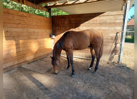 Quarter horse américain, Étalon, 1 Année, 150 cm, Bai