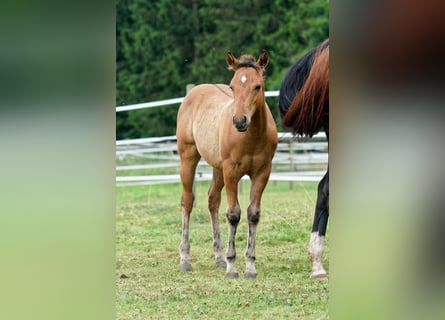 Quarter horse américain, Étalon, 1 Année, 150 cm, Buckskin