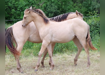 Quarter horse américain, Étalon, 1 Année, 150 cm, Champagne