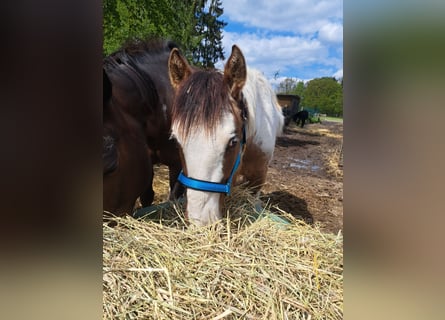 Quarter horse américain, Étalon, 1 Année, 150 cm, Tobiano-toutes couleurs