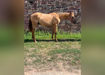 Quarter horse américain, Étalon, 1 Année, 153 cm, Alezan dun