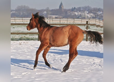 Quarter horse américain, Étalon, 1 Année, 154 cm, Isabelle