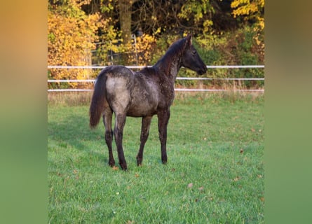 Quarter horse américain, Étalon, 1 Année, 154 cm, Rouan Bleu