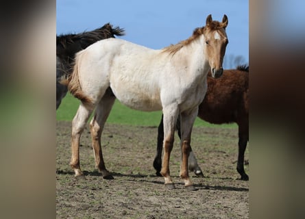 Quarter horse américain, Étalon, 1 Année, 154 cm, Rouan Rouge
