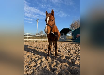 Quarter horse américain, Étalon, 1 Année, 156 cm, Alezan
