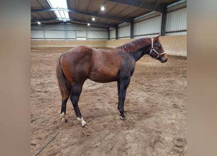 Quarter horse américain, Étalon, 1 Année, 158 cm, Bai brun