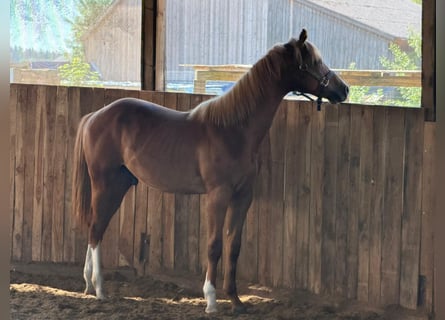 Quarter horse américain, Étalon, 1 Année, 160 cm, Alezan