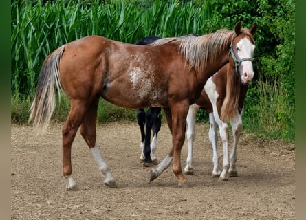 Quarter horse américain, Étalon, 1 Année, 160 cm, Alezan