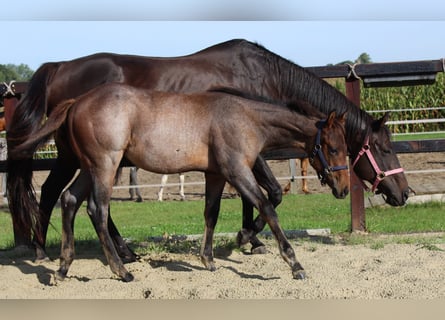 Quarter horse américain, Étalon, 1 Année, 160 cm, Roan-Bay