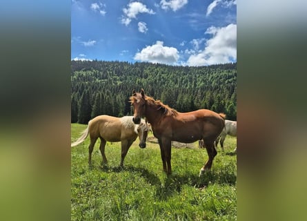 Quarter horse américain, Étalon, 1 Année, Alezan