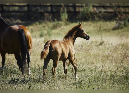 Quarter horse américain, Étalon, 1 Année, Alezan