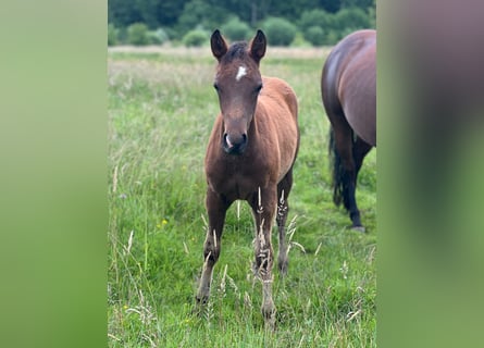 Quarter horse américain, Étalon, 1 Année, Bai brun