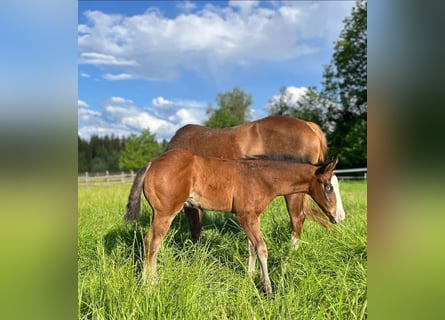 Quarter horse américain, Étalon, 1 Année, Bai