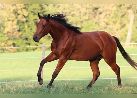 Quarter horse américain, Étalon, 1 Année, Bai