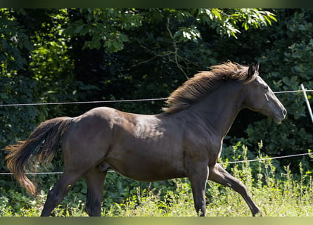 Quarter horse américain, Étalon, 1 Année, Buckskin