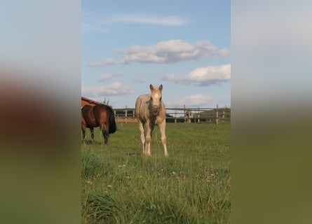Quarter horse américain, Étalon, 1 Année, Palomino