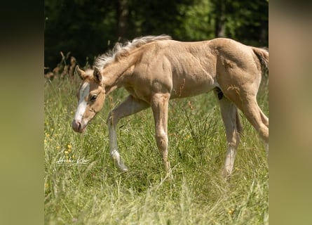 Quarter horse américain, Étalon, 1 Année, Palomino