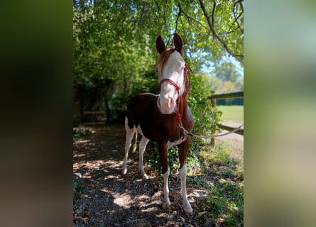 Quarter horse américain, Étalon, 2 Ans, 145 cm, Alezan brûlé