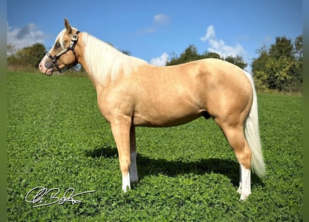 Quarter horse américain, Étalon, 2 Ans, 145 cm, Palomino